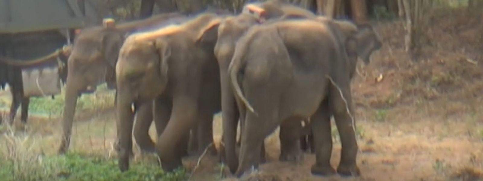 Six Rescued Baby Elephants Return to the Wild